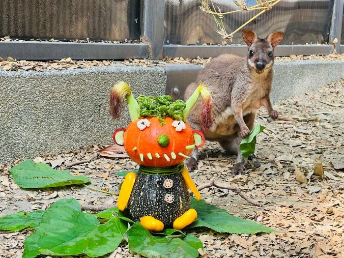 萬聖節南瓜爭霸戰， 壽山動物園巧手為動物加菜